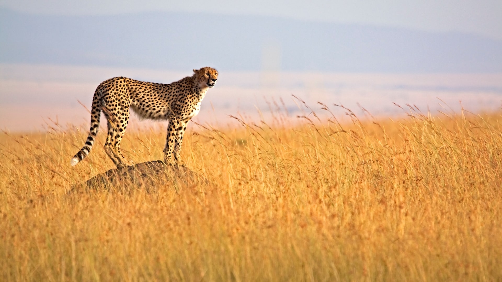 Scenery on the 5 Days Aberdares, Nakuru and Masai Mara trip