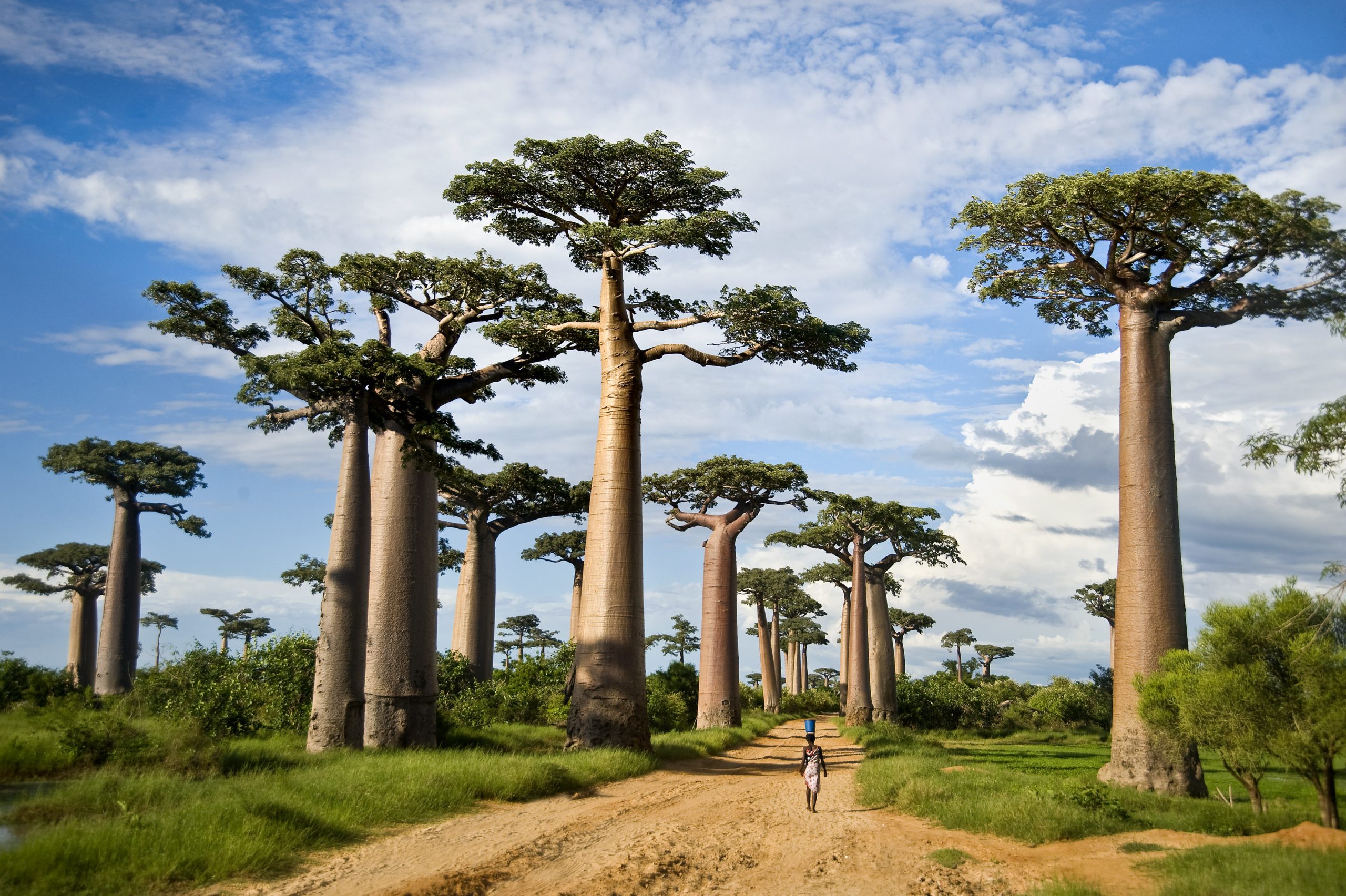 Scenery on the 9 Days Arusha/Lake Manyara/ Serengeti/ Ngorongoro/ Tarangire/ Zanzibar trip