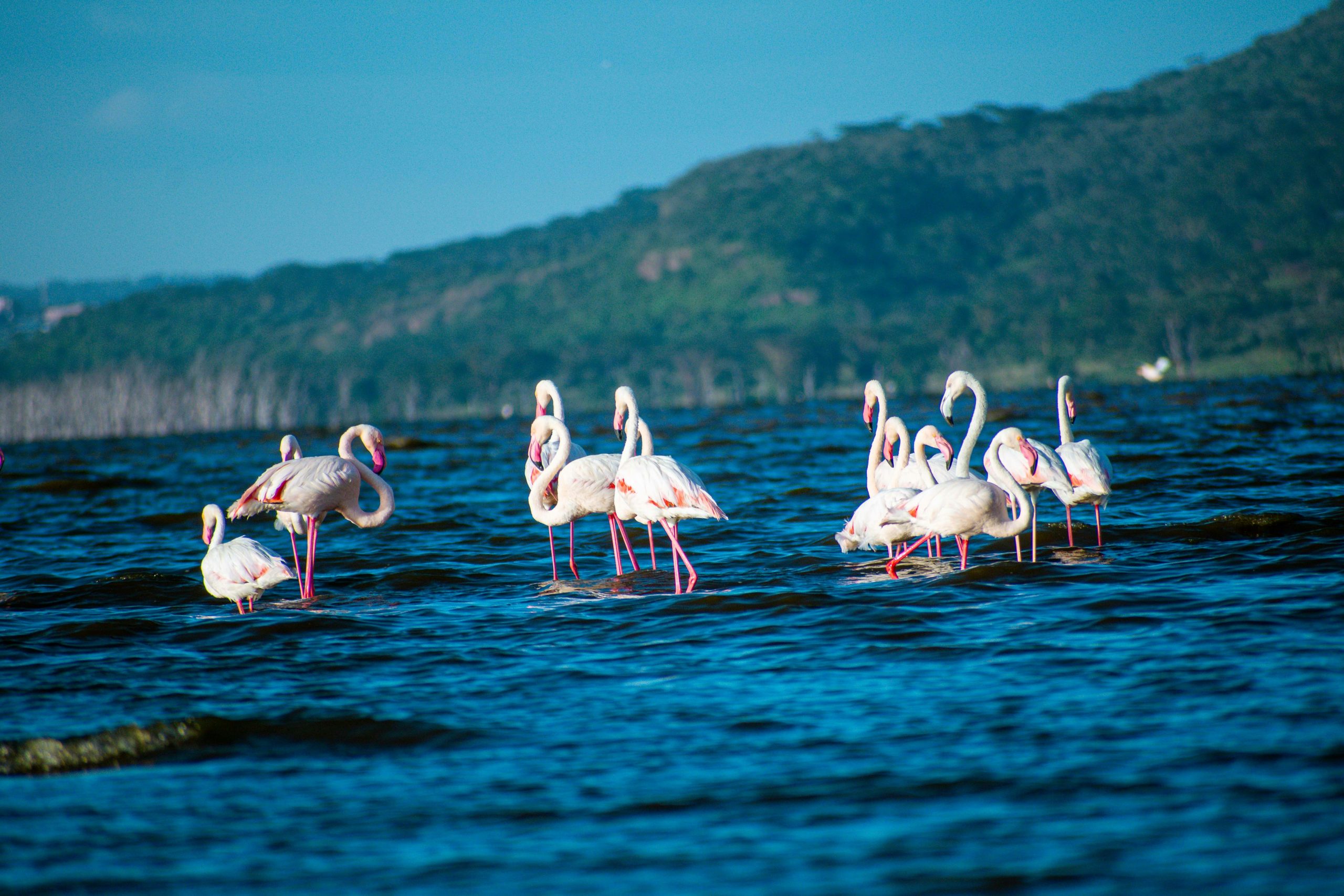 Scenery on the Lake Nakuru Full Day trip